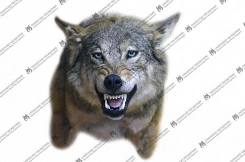 wolf_11